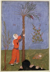 53 (d) Maria segurando a tamareira, persa em miniatura, Qazvin